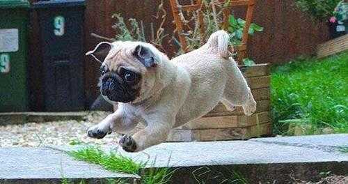 巴哥犬怎么训练大小便(如何训练巴哥去指定地方上厕所)