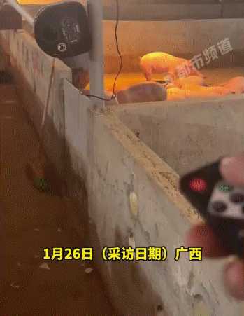 广西一养殖厂在猪舍放嗨曲:让猪心情愉悦肉质更好