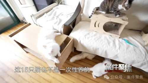 女子养15只猫扰民被告 法院:减少至5只以下
