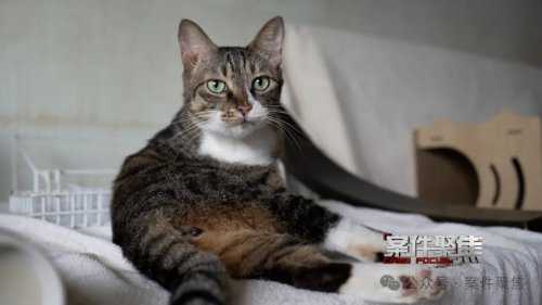 女子养15只猫扰民被告 法院:减少至5只以下